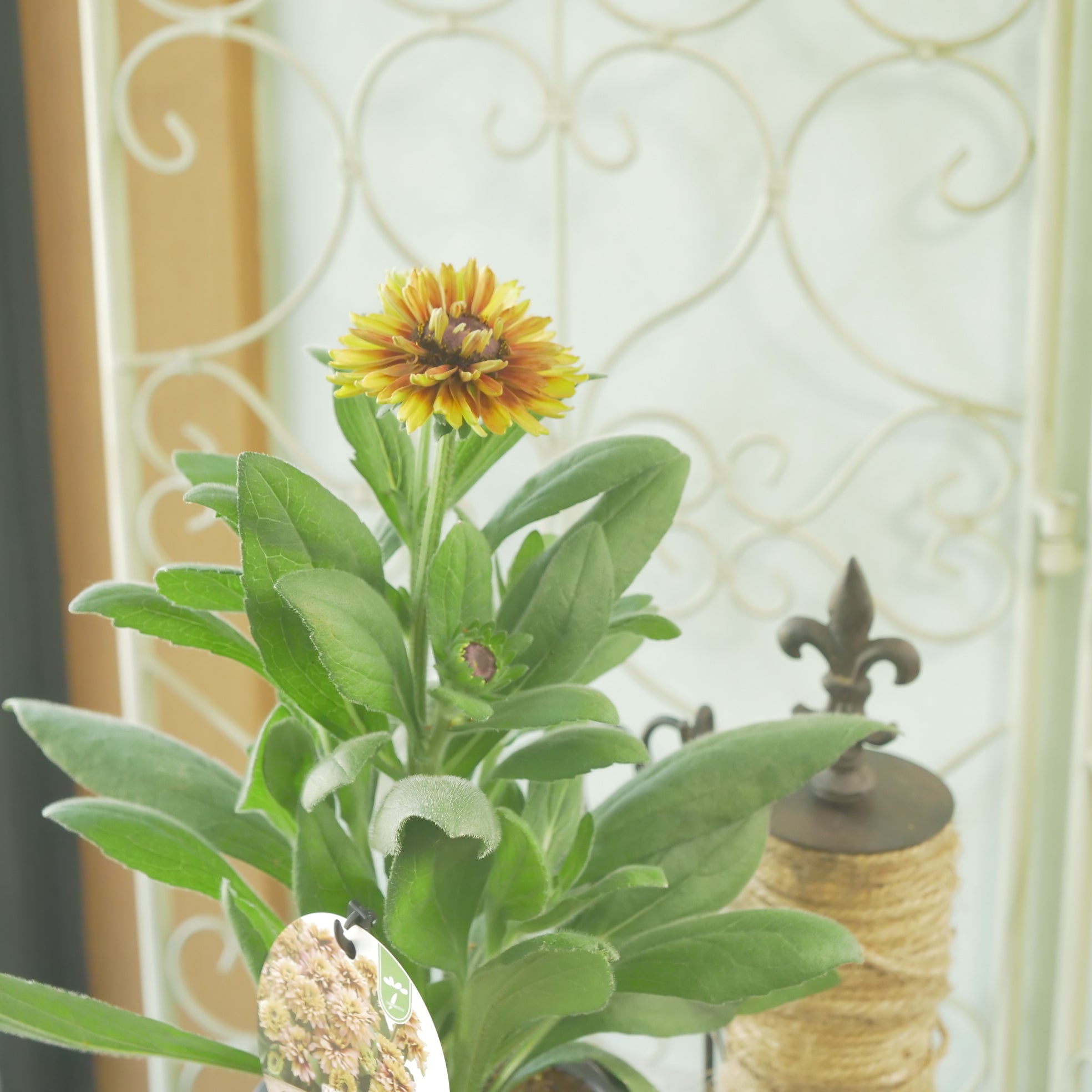 新着商品 – flower magic