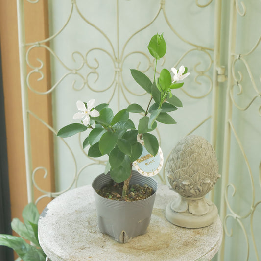 寄せ植えに。セイロンライティア