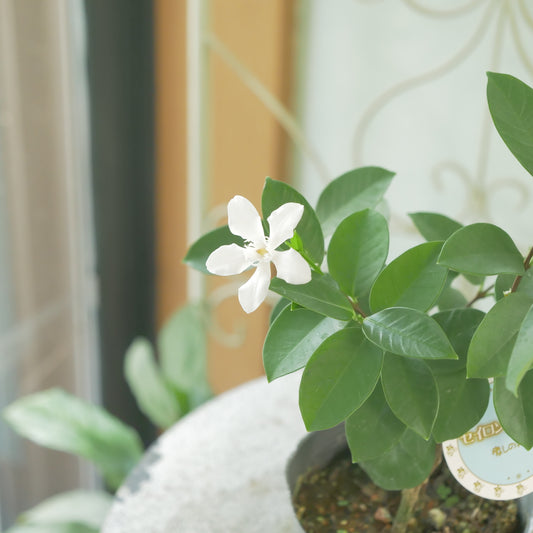 寄せ植えに。セイロンライティア