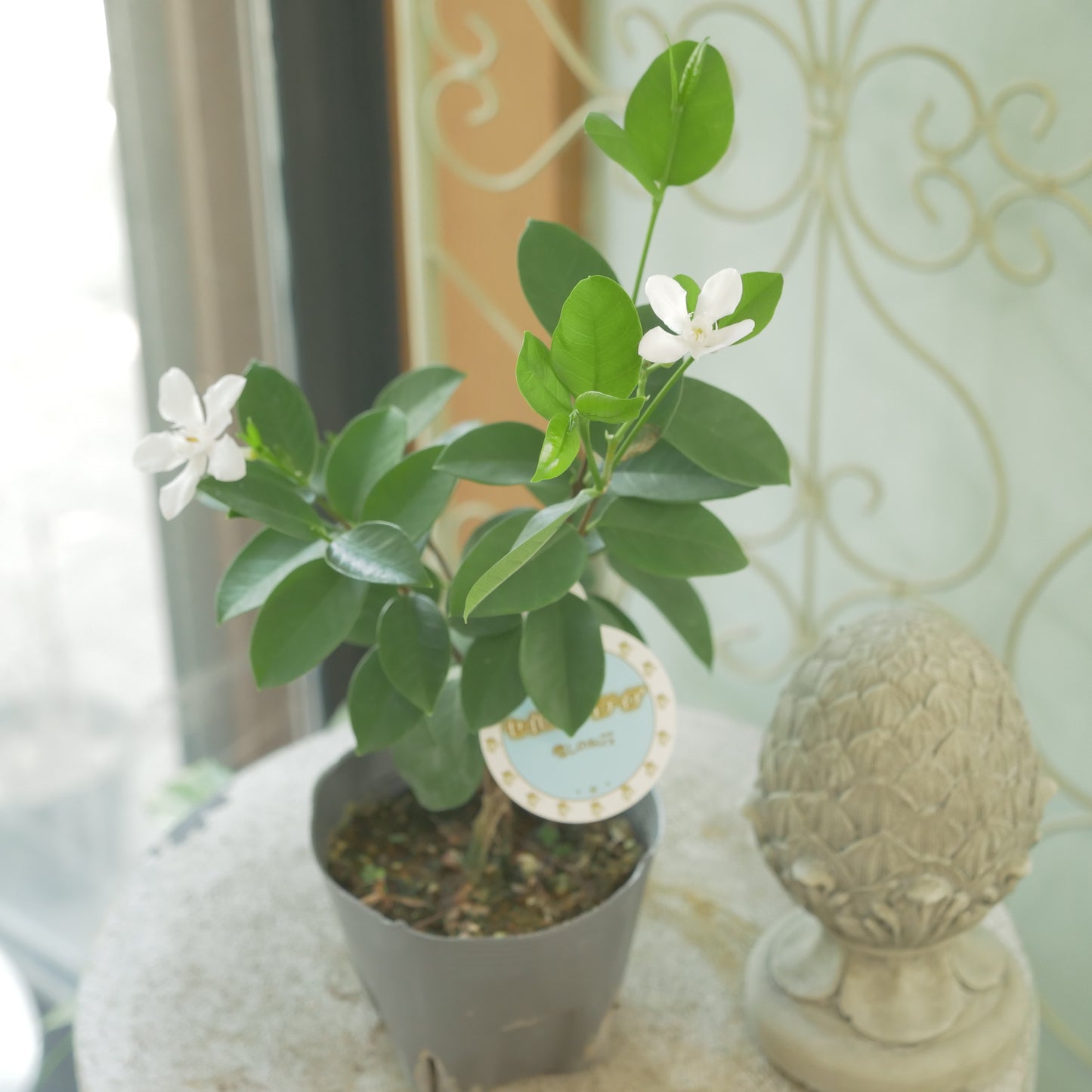 寄せ植えに。セイロンライティア
