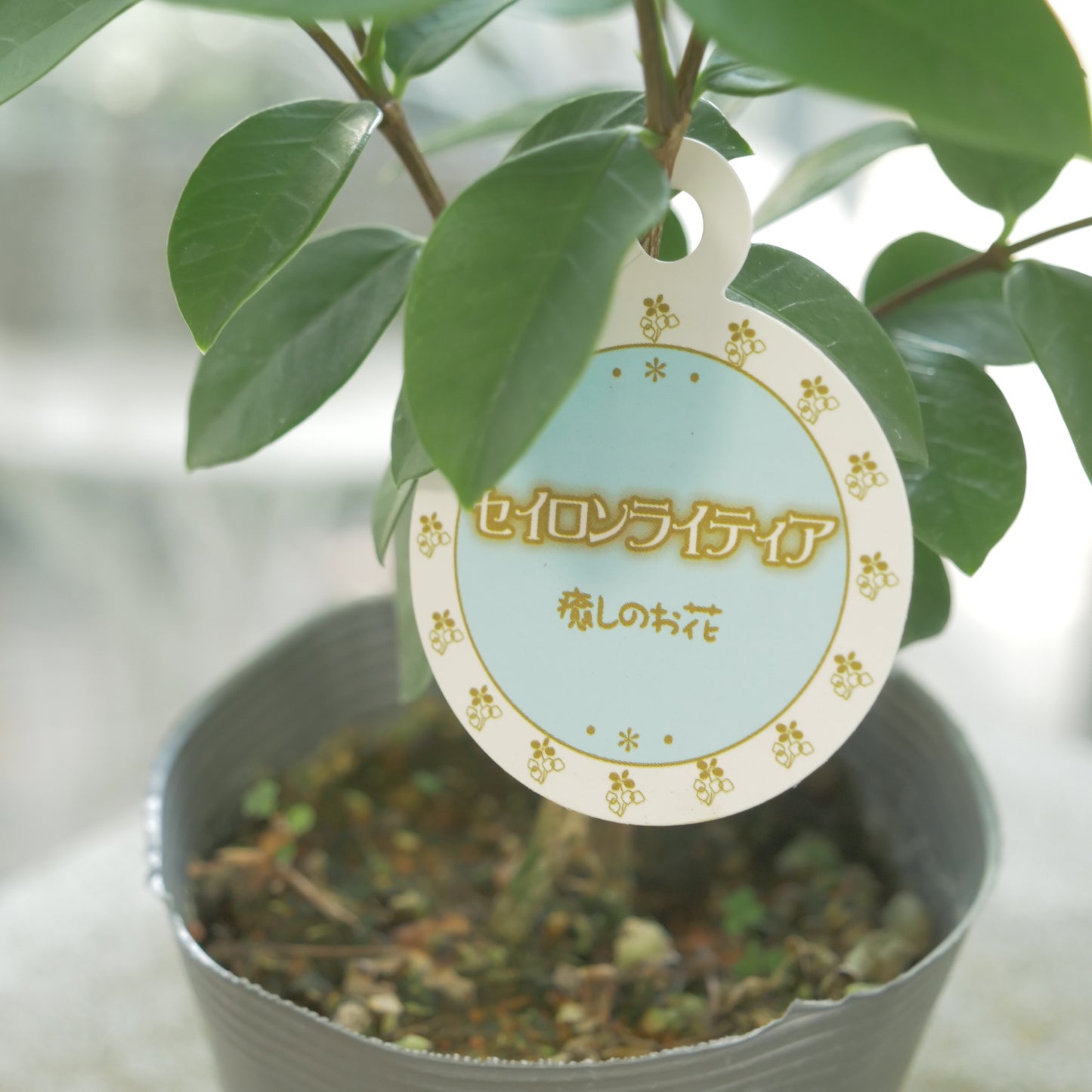 寄せ植えに。セイロンライティア