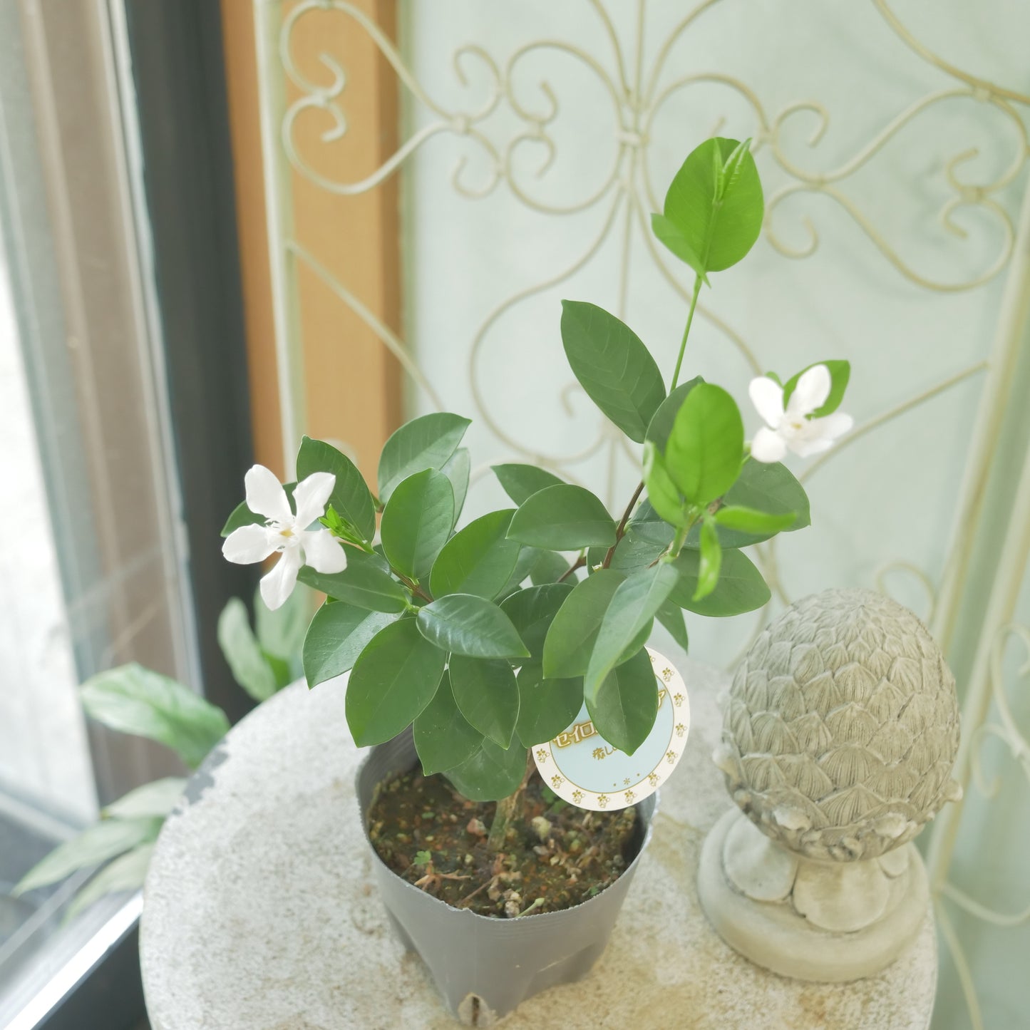 寄せ植えに。セイロンライティア
