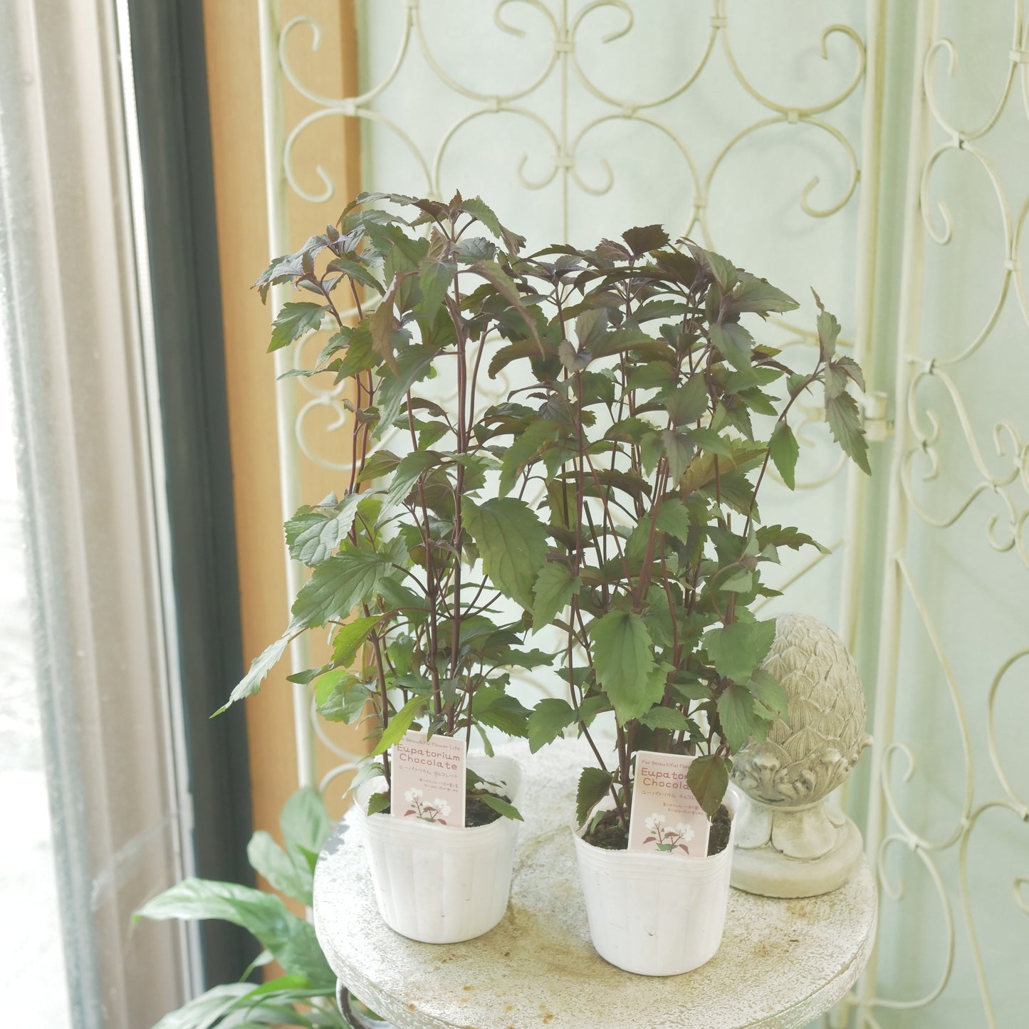 秋の寄せ植えや、花壇に。　ユーパトリウム　チョコレート