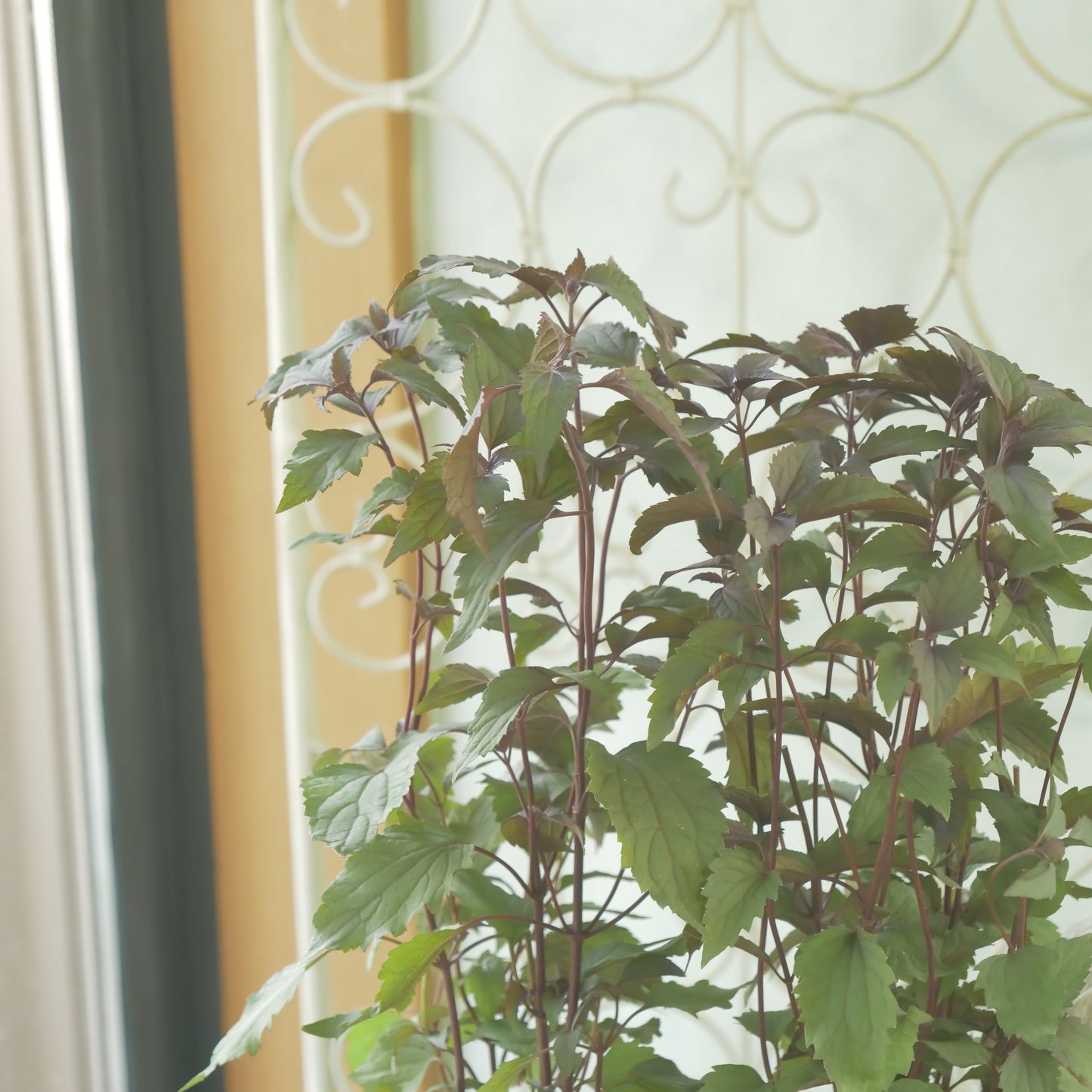 秋の寄せ植えや、花壇に。　ユーパトリウム　チョコレート