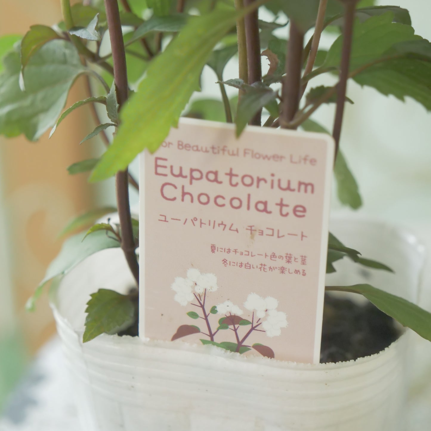 秋の寄せ植えや、花壇に。　ユーパトリウム　チョコレート