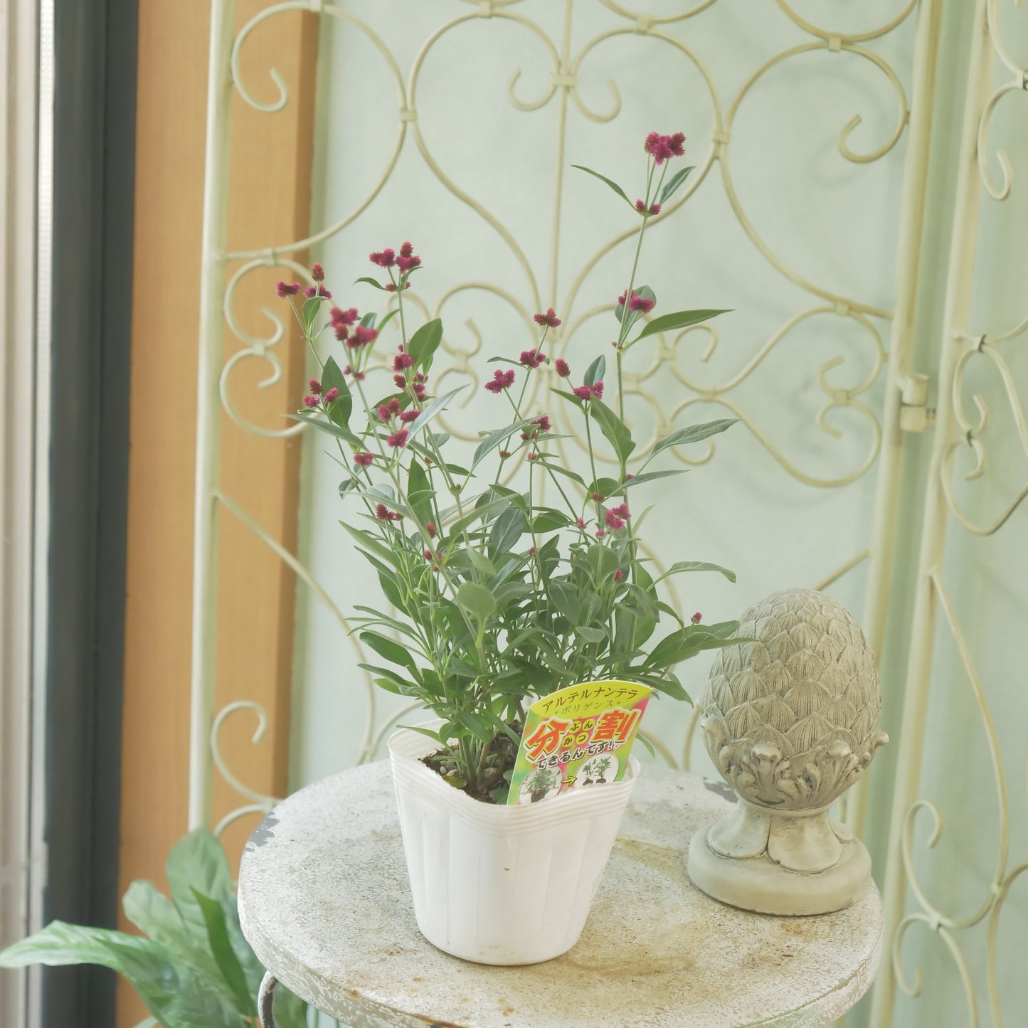 秋の寄せ植えに。　アルテルナンテラ【ポリゲンス】２株植えです。