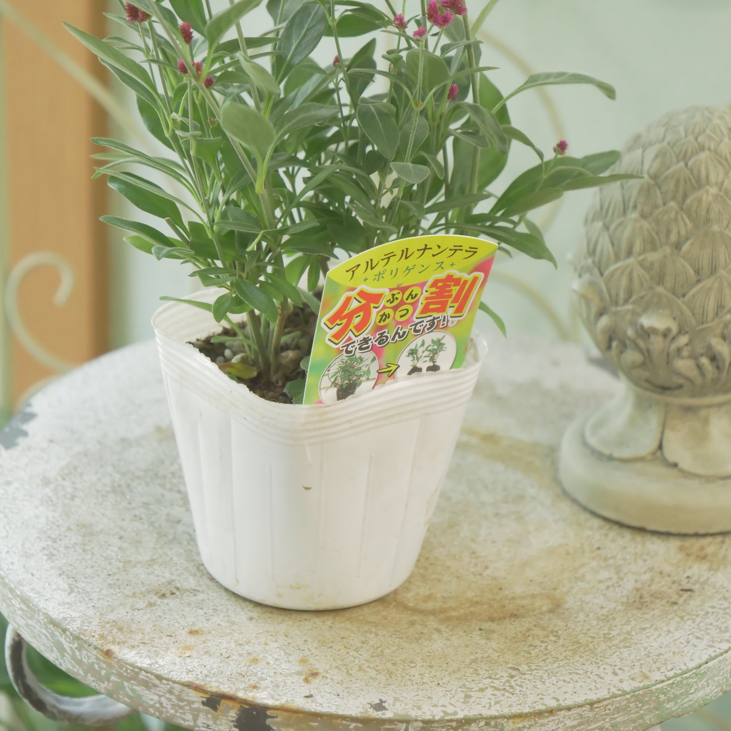 秋の寄せ植えに。　アルテルナンテラ【ポリゲンス】２株植えです。
