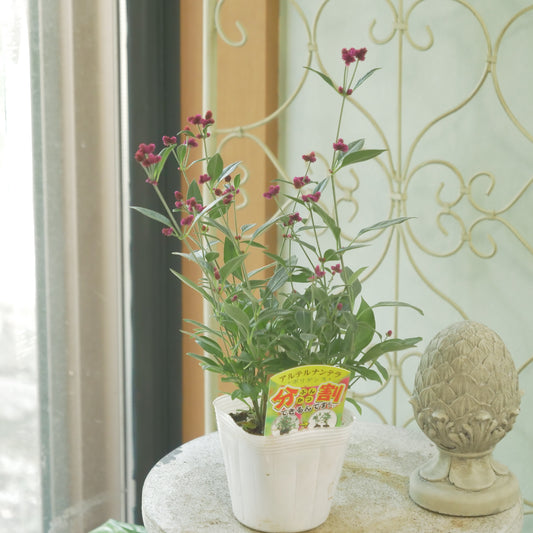 秋の寄せ植えに。　アルテルナンテラ【ポリゲンス】２株植えです。