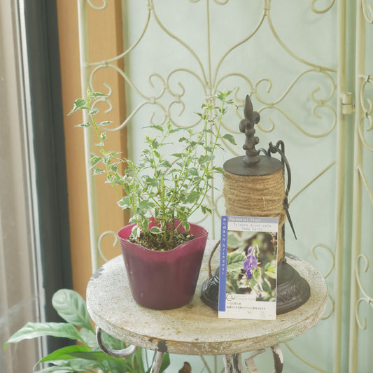 秋の寄せ植えや、花壇に。　カリガネソウ【スノーフェアリー】