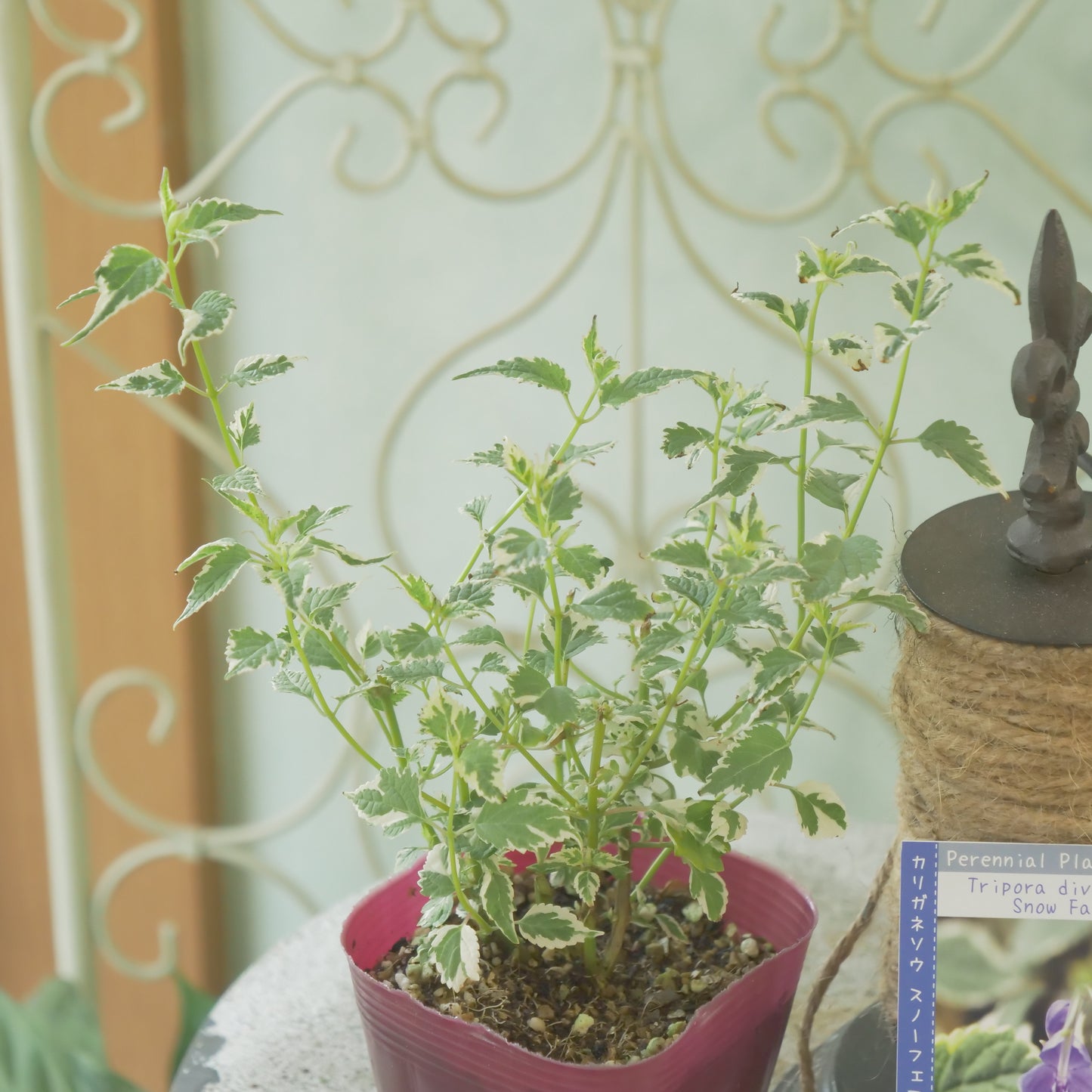 秋の寄せ植えや、花壇に。　カリガネソウ【スノーフェアリー】