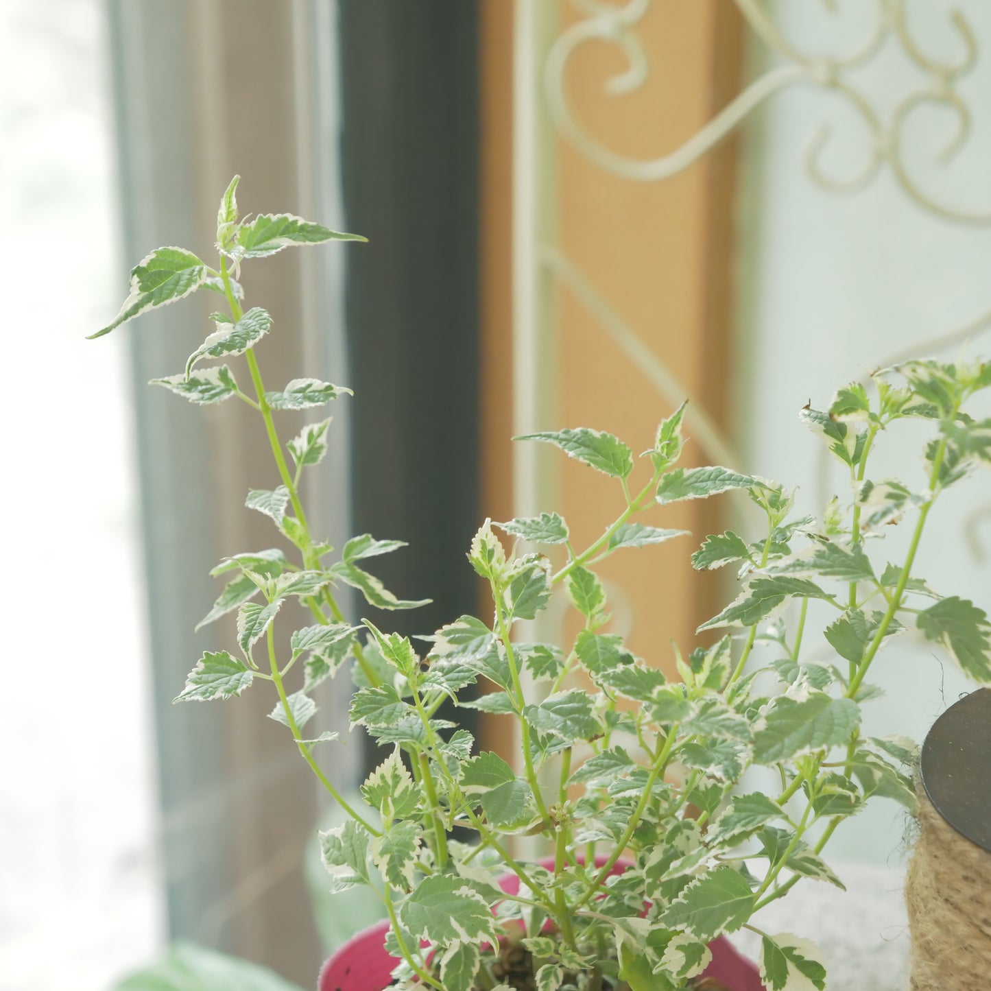 秋の寄せ植えや、花壇に。　カリガネソウ【スノーフェアリー】