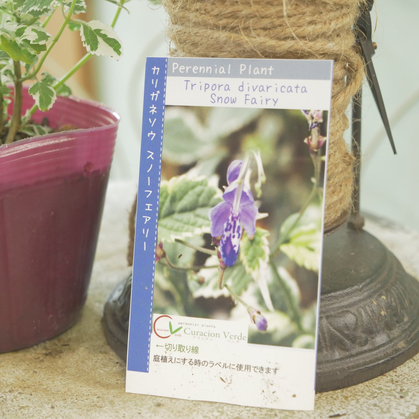 秋の寄せ植えや、花壇に。　カリガネソウ【スノーフェアリー】
