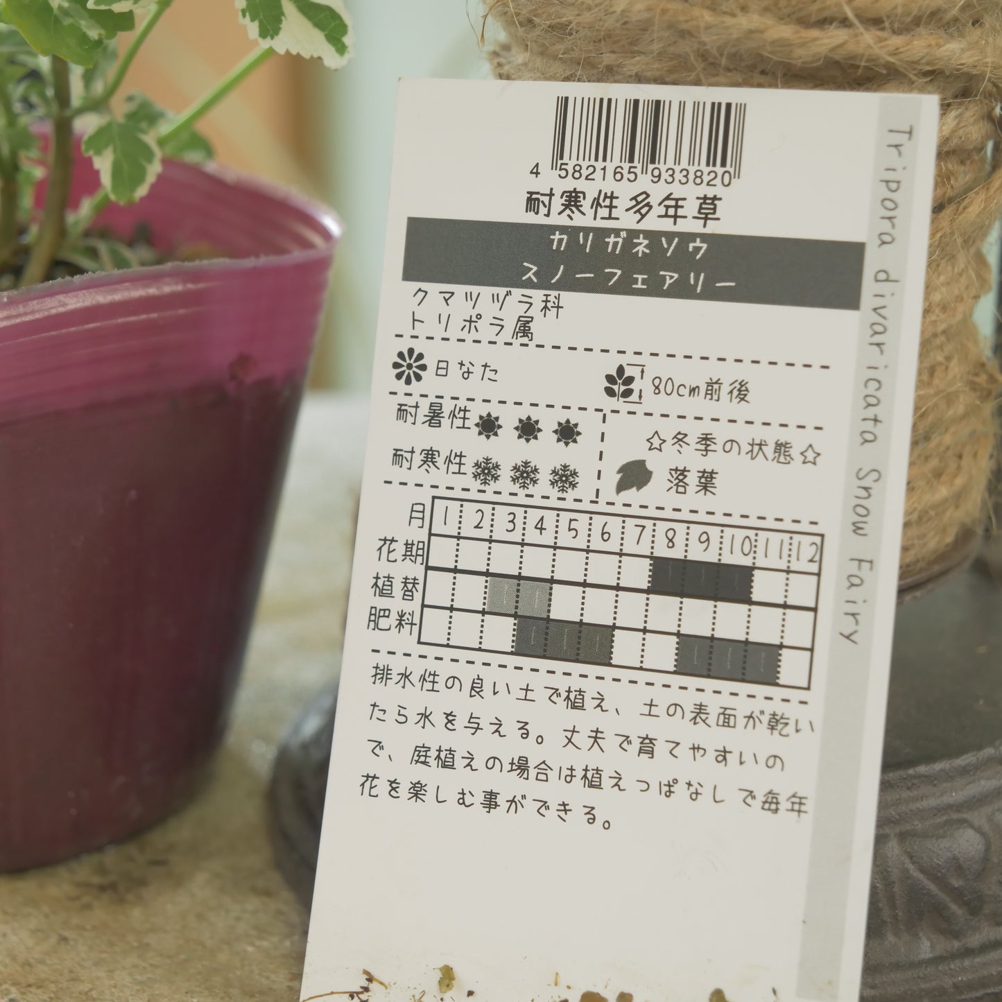 秋の寄せ植えや、花壇に。　カリガネソウ【スノーフェアリー】