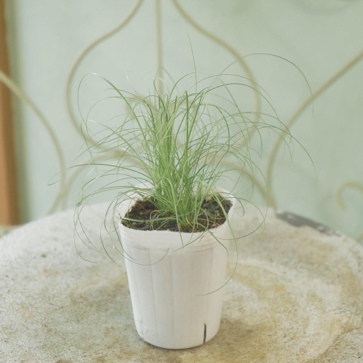 花越さんのカレックス　グリーン（2分割できます）