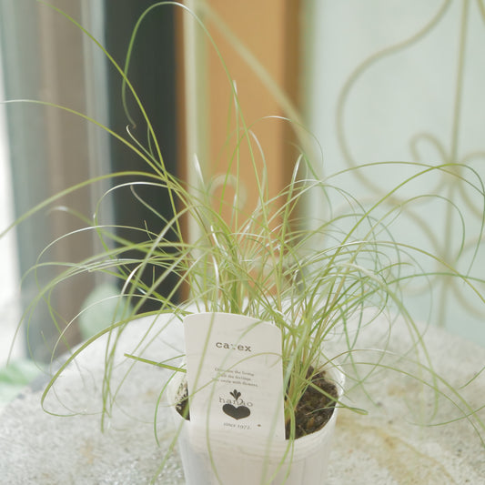花越さんのカレックス　ブロンズカール（2分割できます）