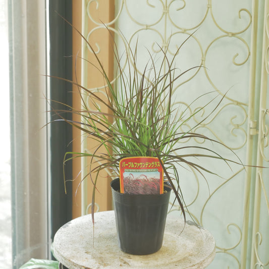 秋の寄せ植え、花壇に。パープルファウンテングラス