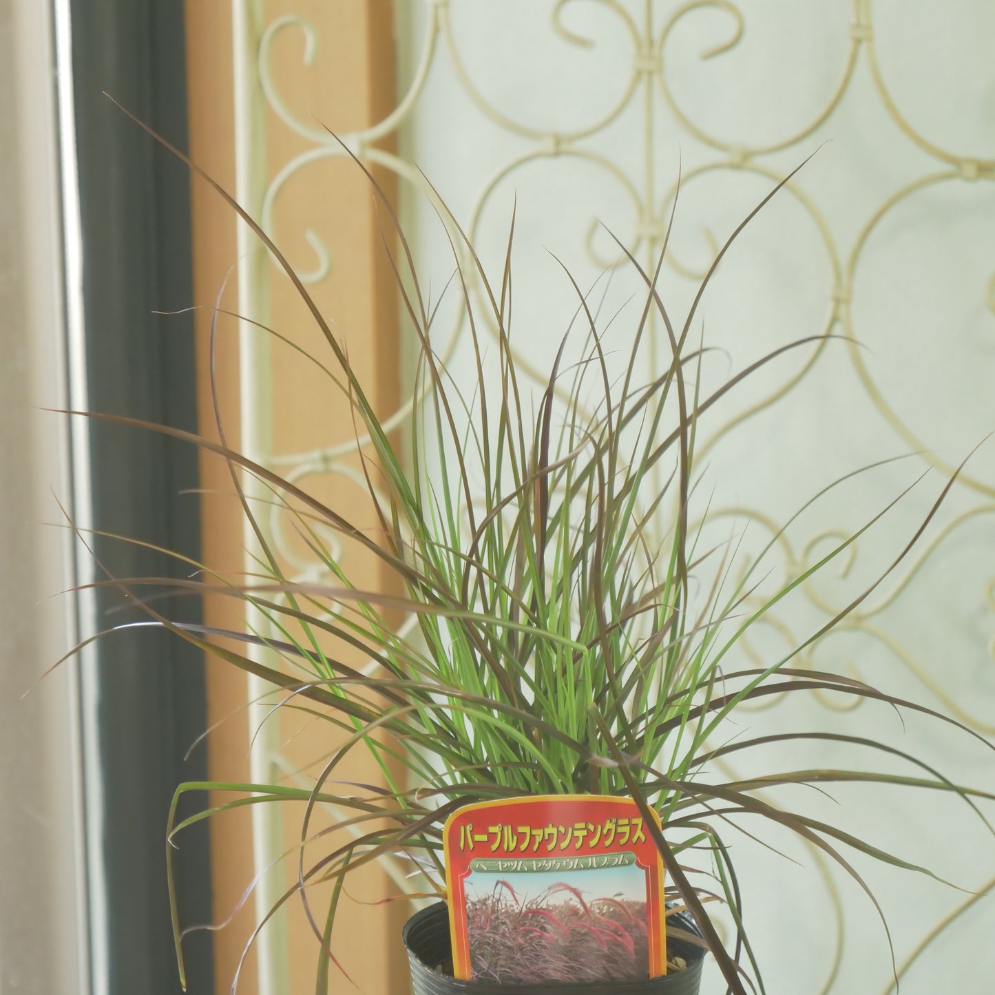 秋の寄せ植え、花壇に。パープルファウンテングラス