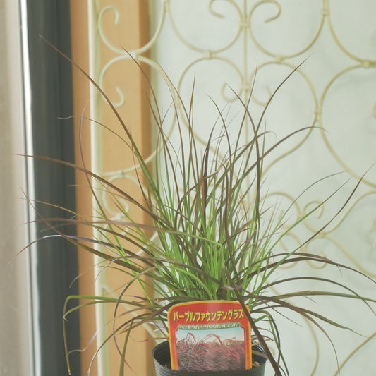 秋の寄せ植え、花壇に。パープルファウンテングラス