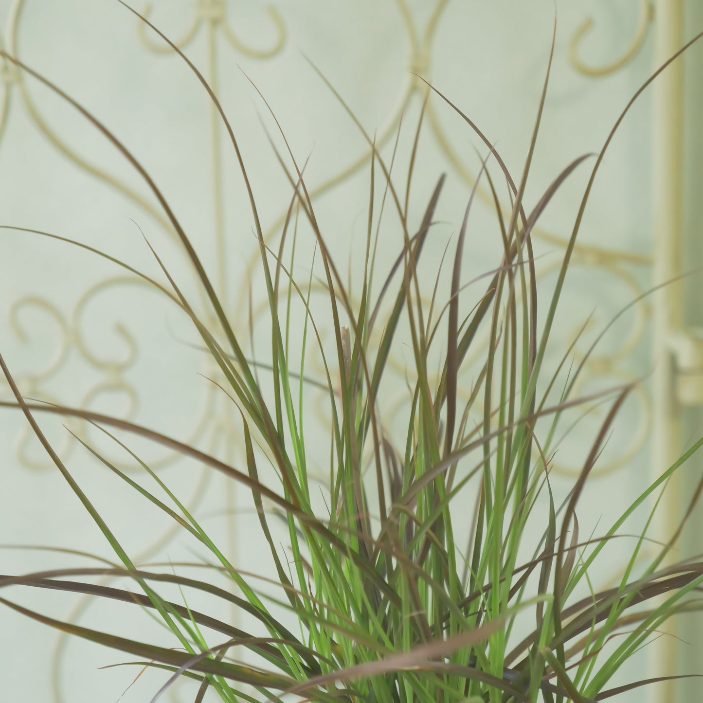 秋の寄せ植え、花壇に。パープルファウンテングラス