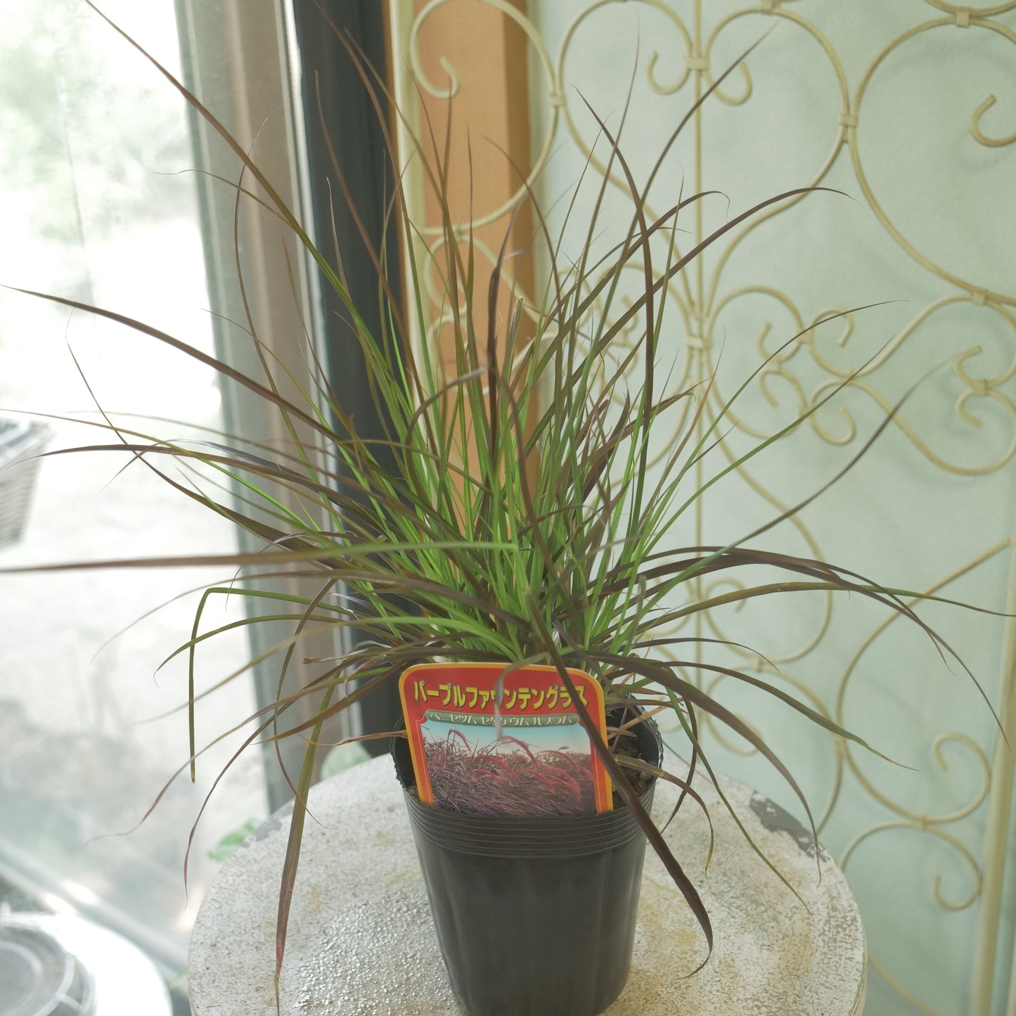 秋の寄せ植え、花壇に。パープルファウンテングラス