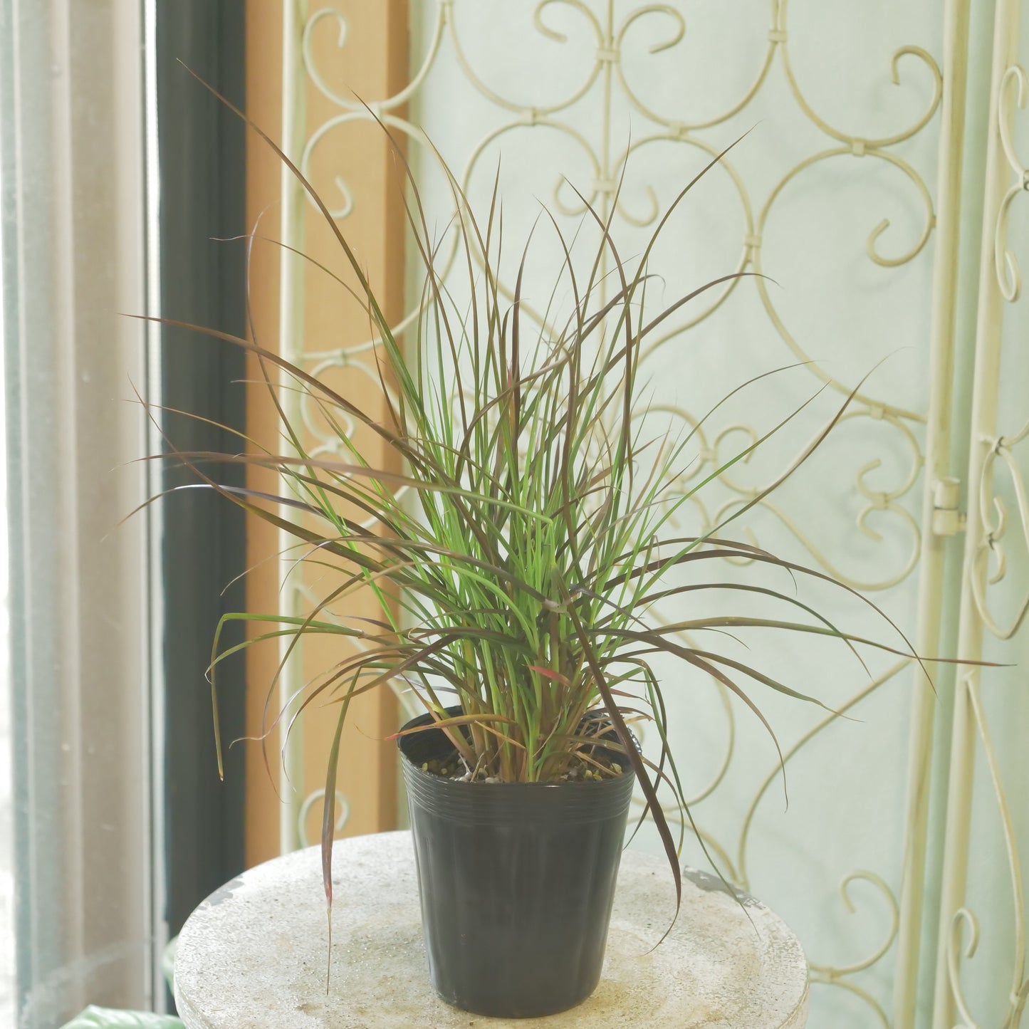 秋の寄せ植え、花壇に。パープルファウンテングラス