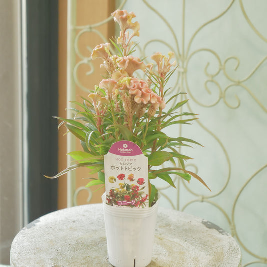 花越さん生産。セロシア　ホットトピック（リーフ）