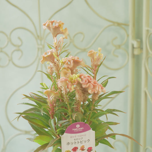 花越さん生産。セロシア　ホットトピック（リーフ）
