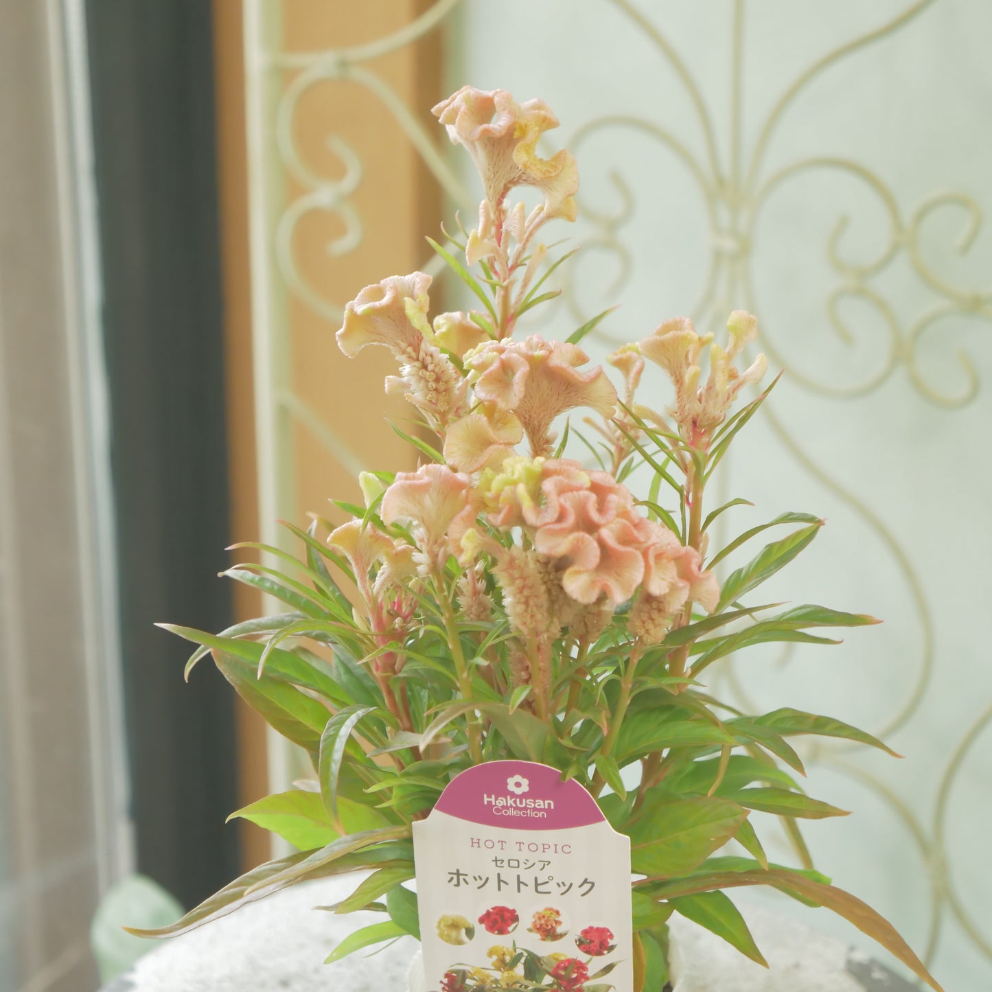 花越さん生産。セロシア　ホットトピック（リーフ）