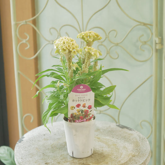 花越さん生産。セロシア　ホットトピック（イエロー）