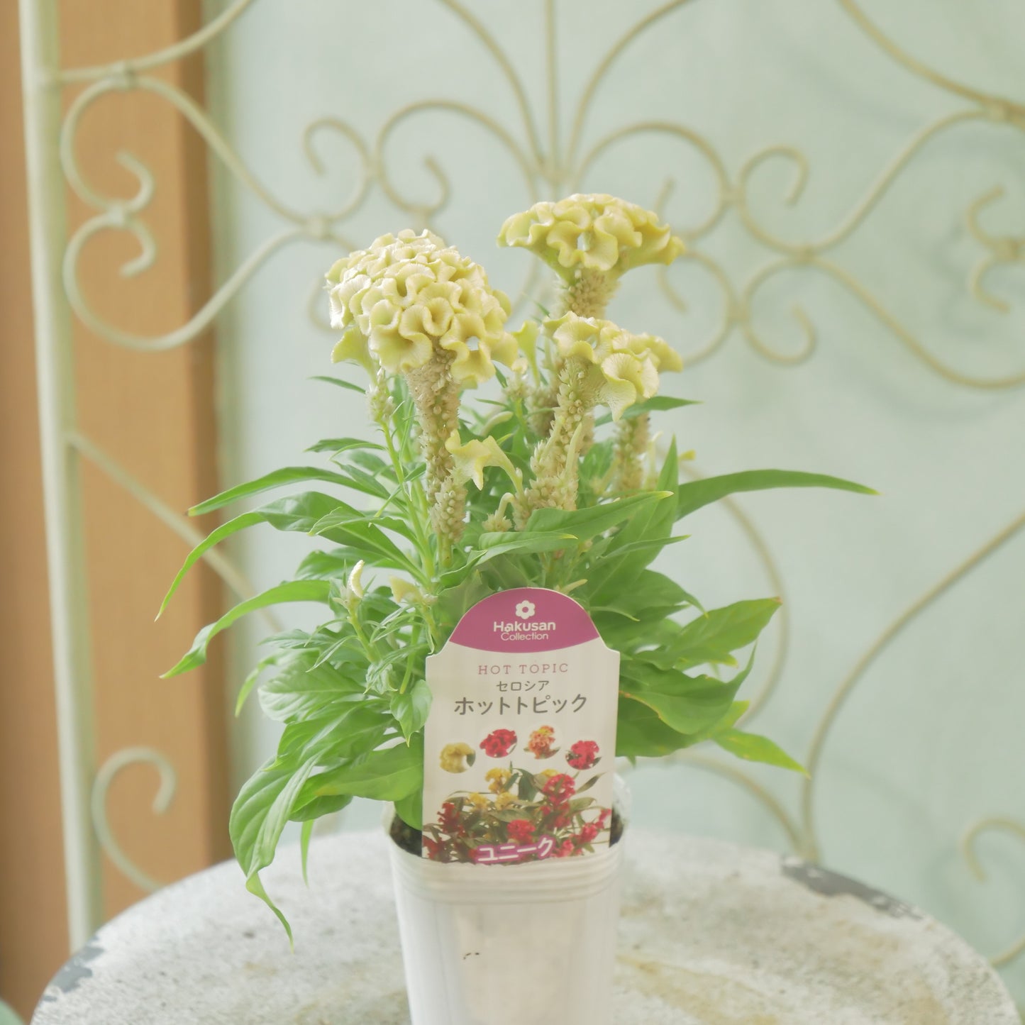 花越さん生産。セロシア　ホットトピック（イエロー）