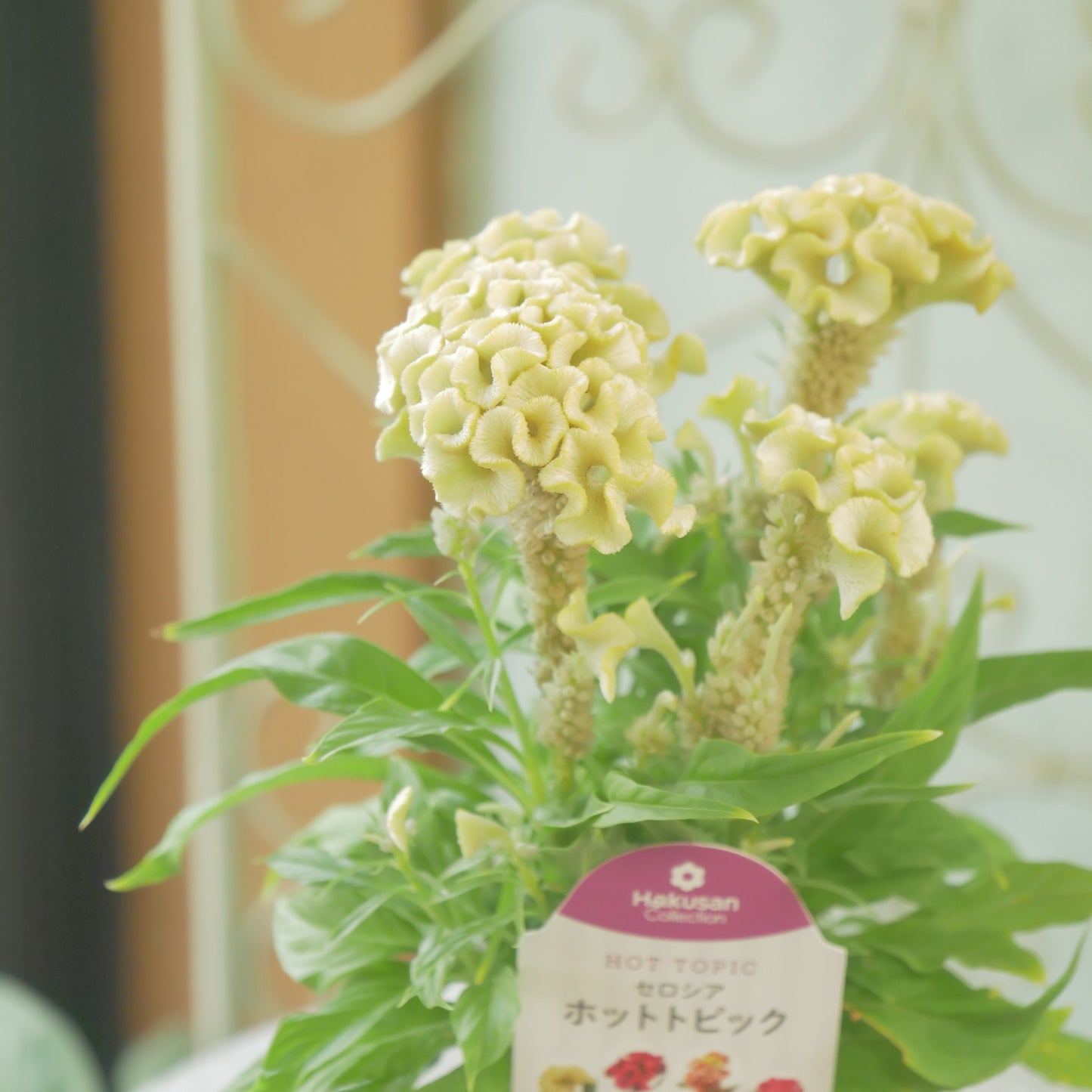 花越さん生産。セロシア　ホットトピック（イエロー）