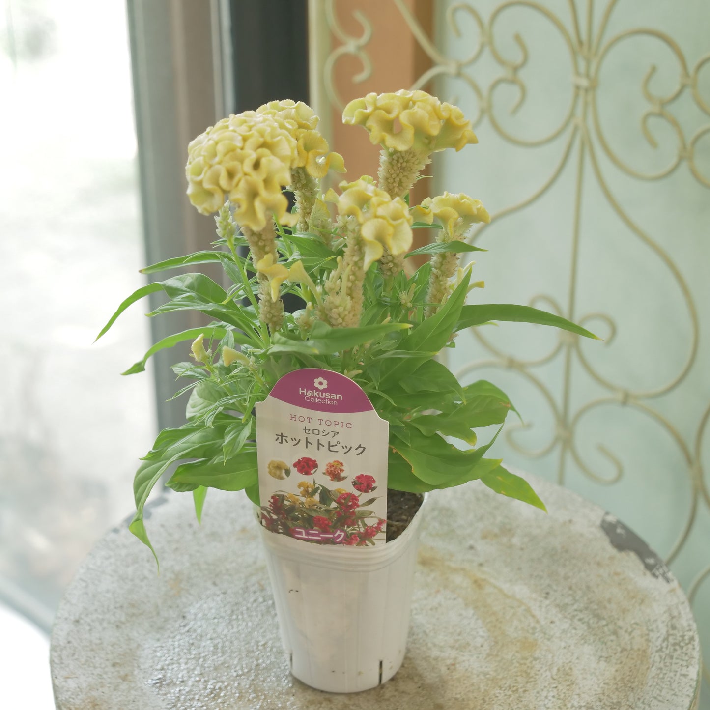 花越さん生産。セロシア　ホットトピック（イエロー）
