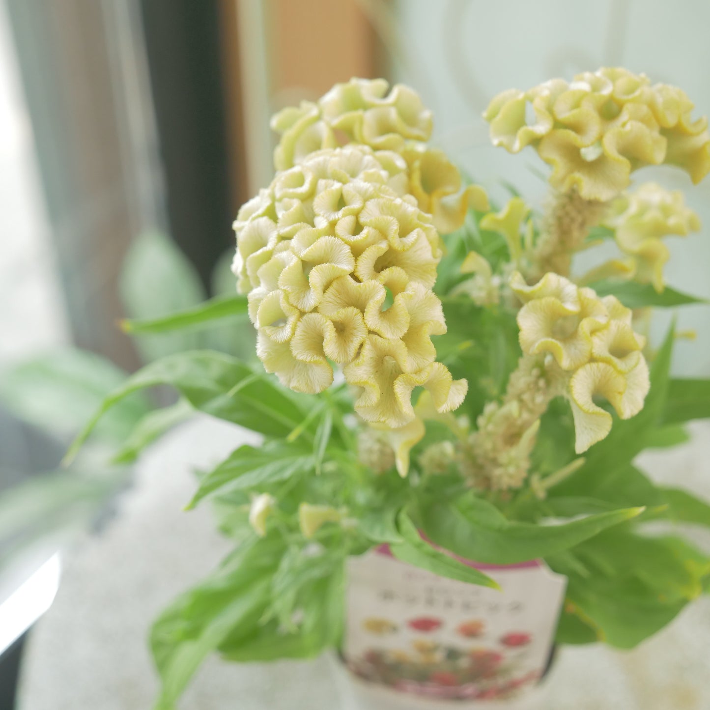 花越さん生産。セロシア　ホットトピック（イエロー）