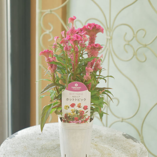 花越さん生産。セロシア　ホットトピック（ピンク）