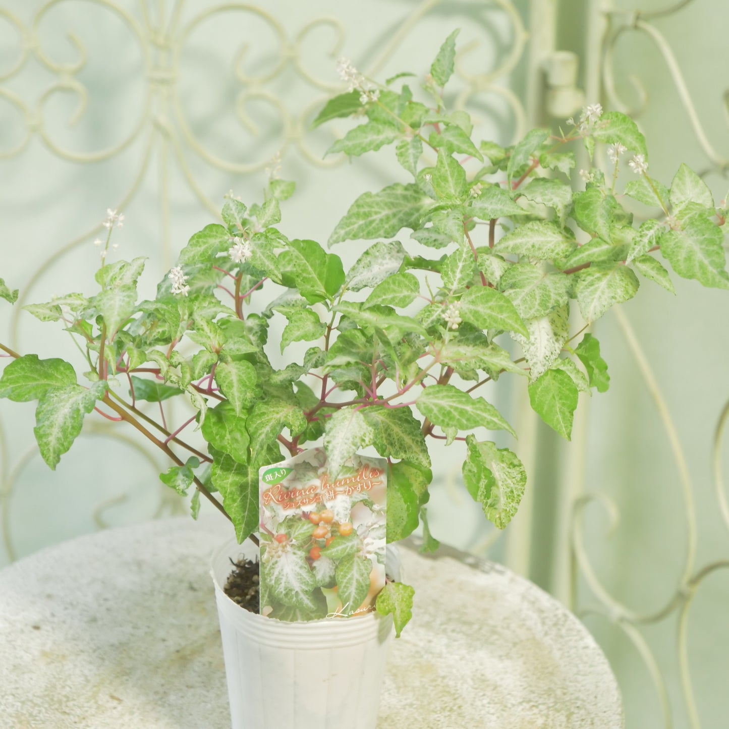 花越さん生産　斑入りジュズサンゴ【かすり】オレンジの実