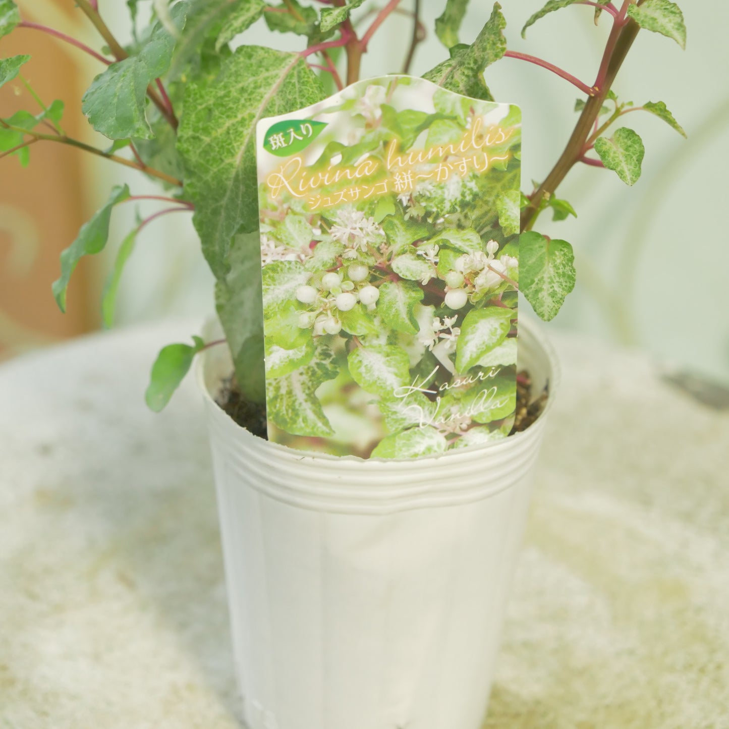 花越さん生産　斑入りジュズサンゴ【かすり】ホワイトの実
