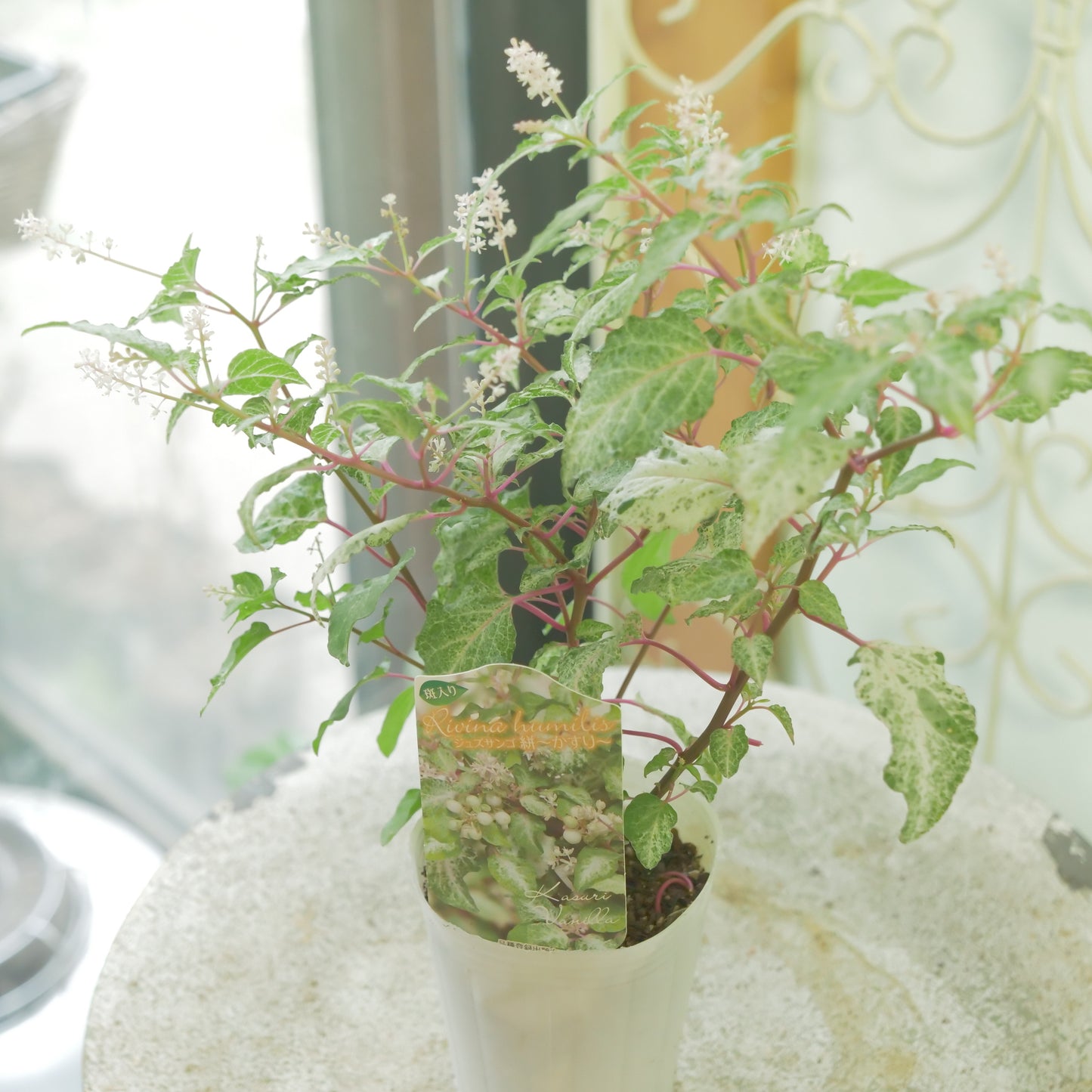 花越さん生産　斑入りジュズサンゴ【かすり】ホワイトの実