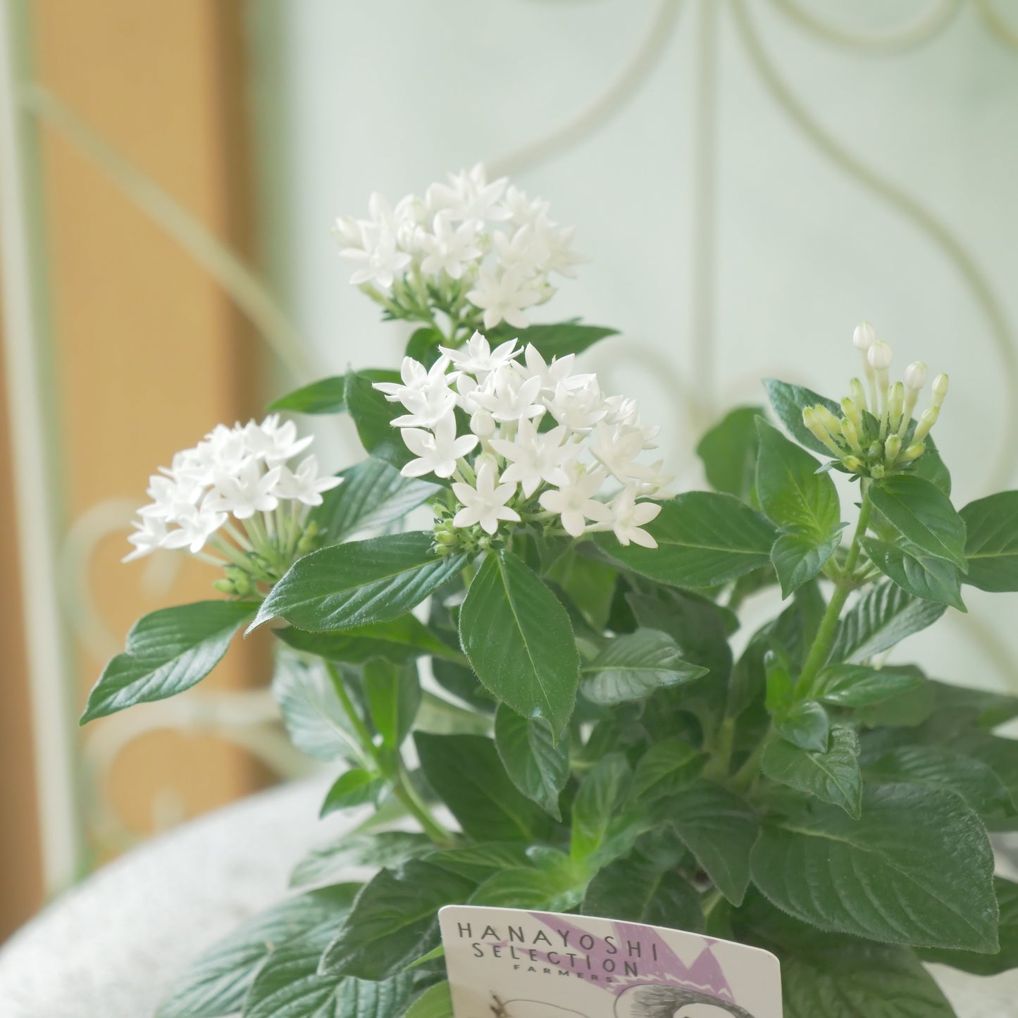 花芳さん生産　ペンタス【グラフティ】ホワイト 　秋の寄せ植えに。