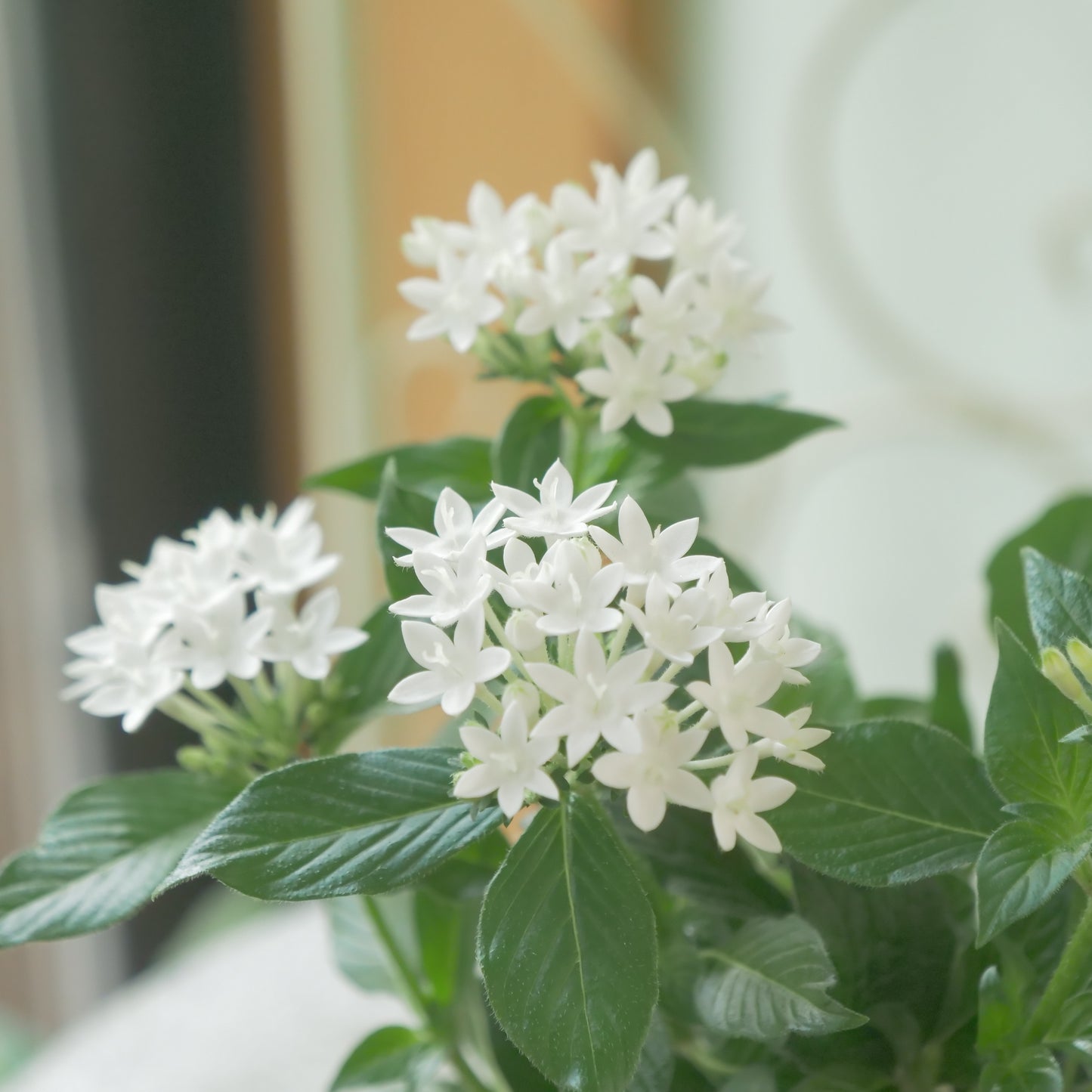 花芳さん生産　ペンタス【グラフティ】ホワイト 　秋の寄せ植えに。