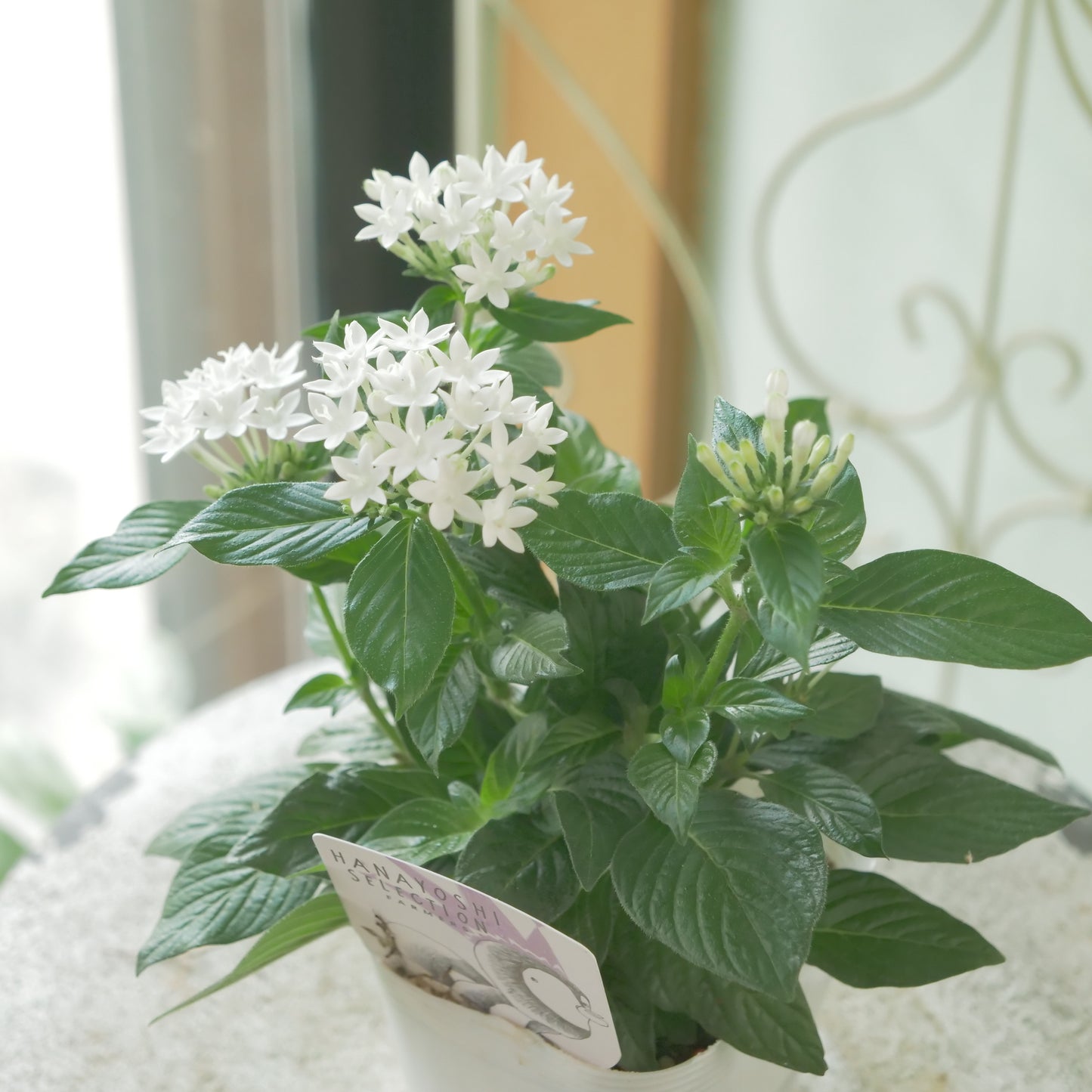 花芳さん生産　ペンタス【グラフティ】ホワイト 　秋の寄せ植えに。