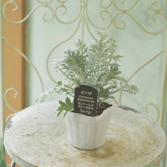 【セントーレア　ギムノカルパ】秋の寄せ植えに。