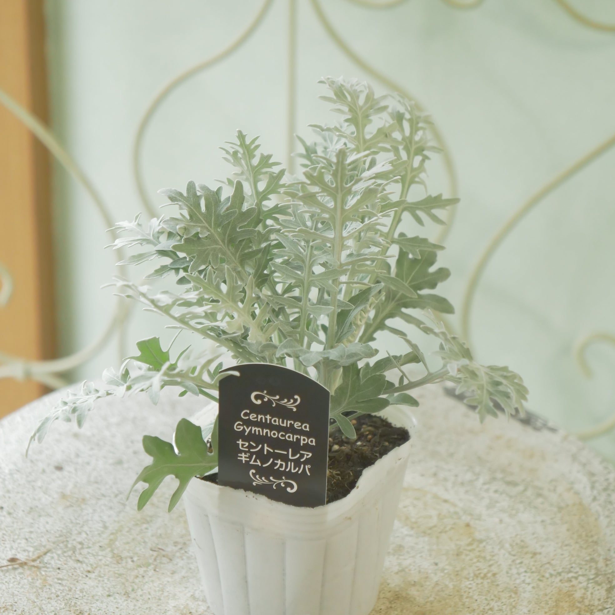 新着商品 – flower magic