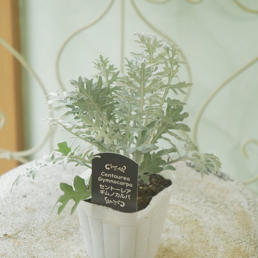 【セントーレア ギムノカルパ】秋の寄せ植えに。