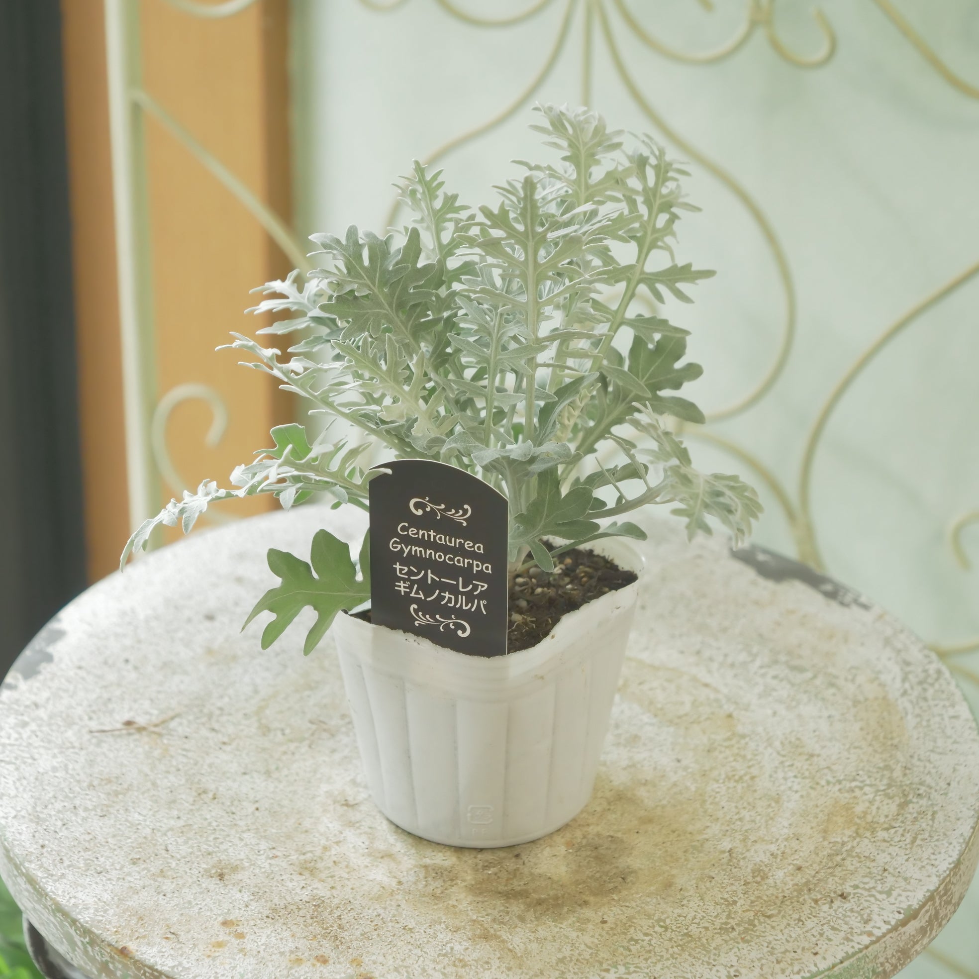 カラテア・ギムノカルパ セントーレア ギムノカルパ】秋の寄せ植えに。 – flower magic