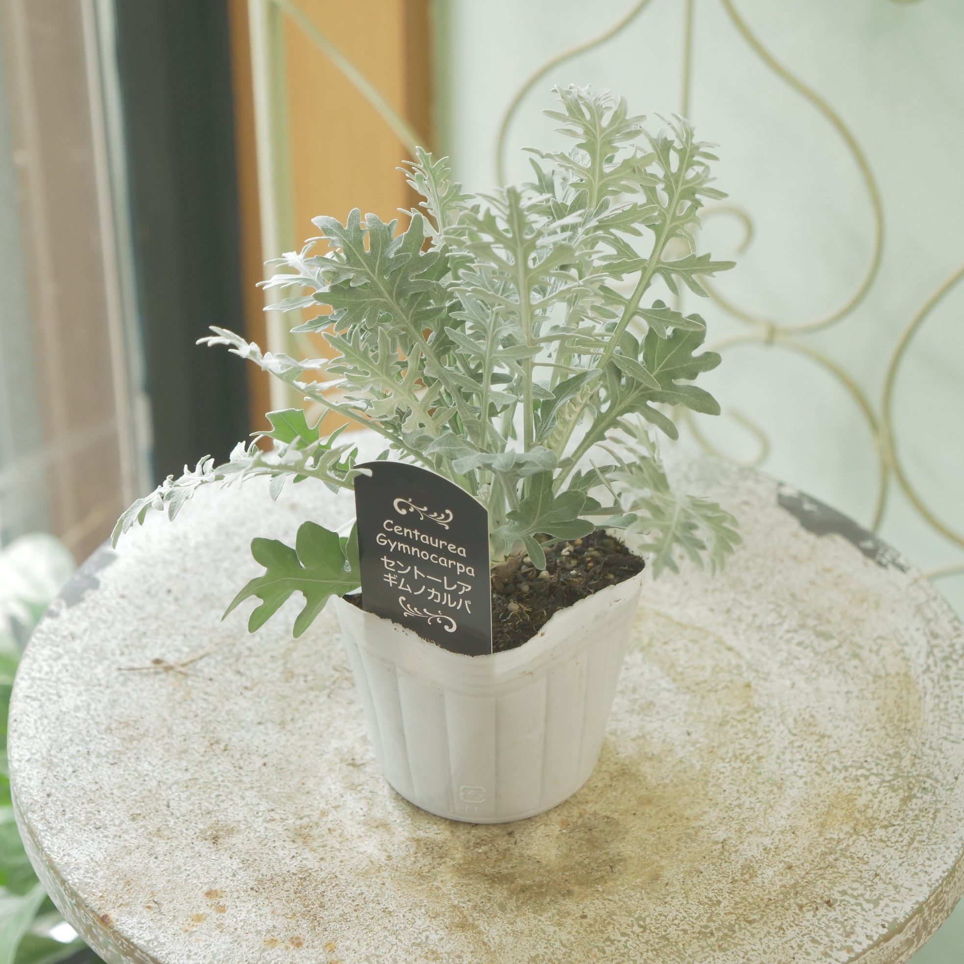 カラテア・ギムノカルパ セントーレア ギムノカルパ】秋の寄せ植えに。 – flower magic