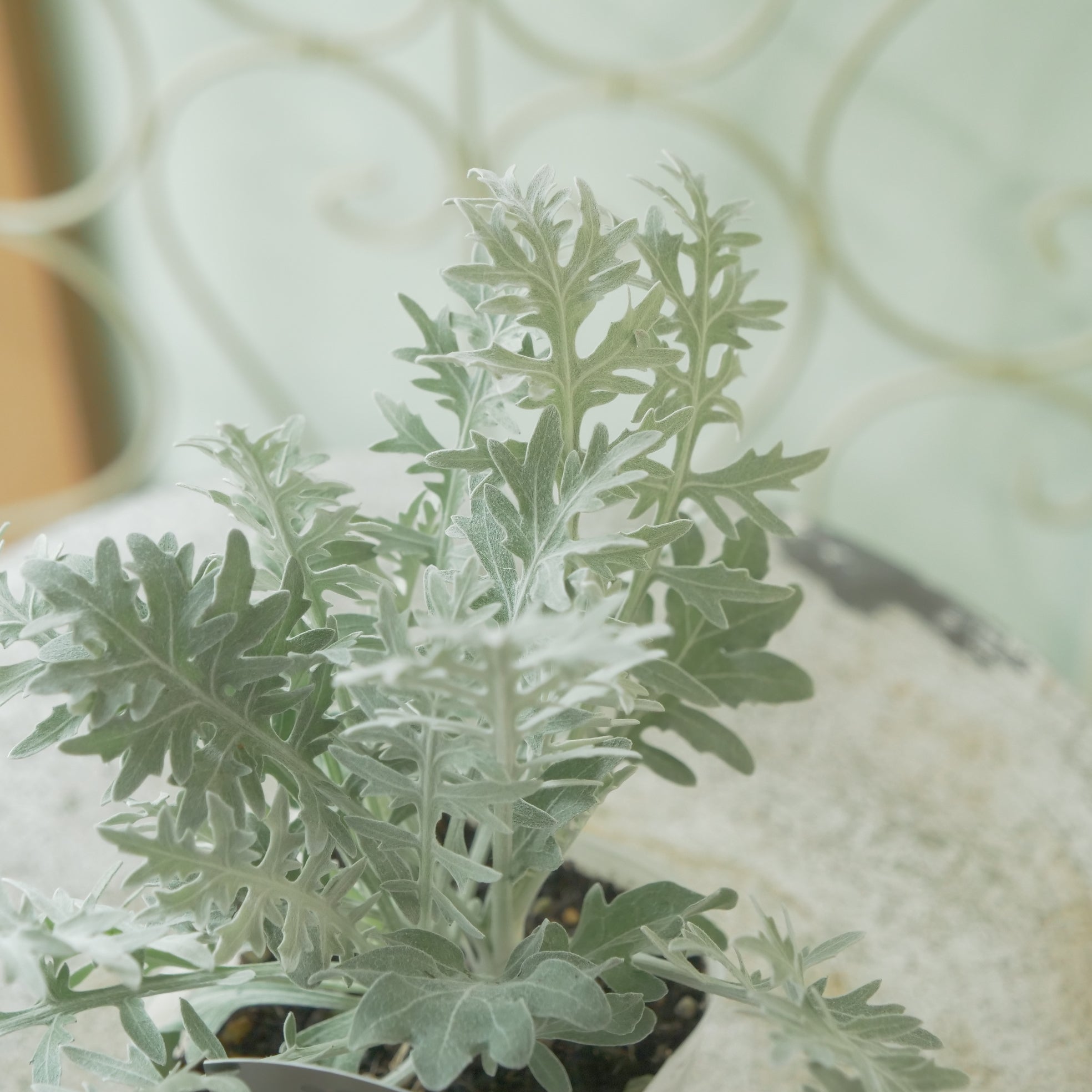 セントーレア ギムノカルパ】秋の寄せ植えに。 – flower magic