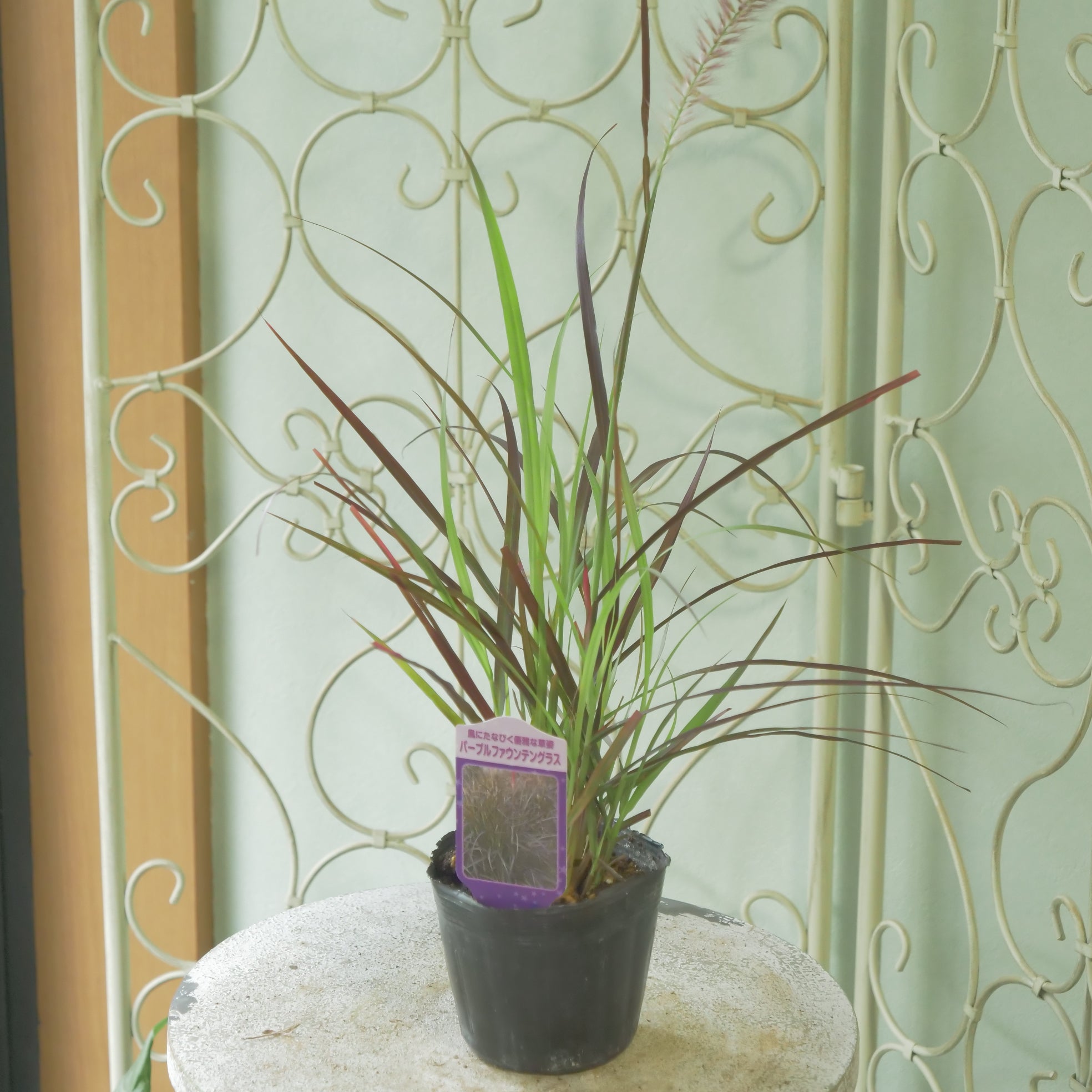 沖縄県産　ラン　花芽付き　カット苗　3セット ひつじのショーン 沖縄県産 ラン 花芽付き カット苗 3セット ひつじのショーン様専用