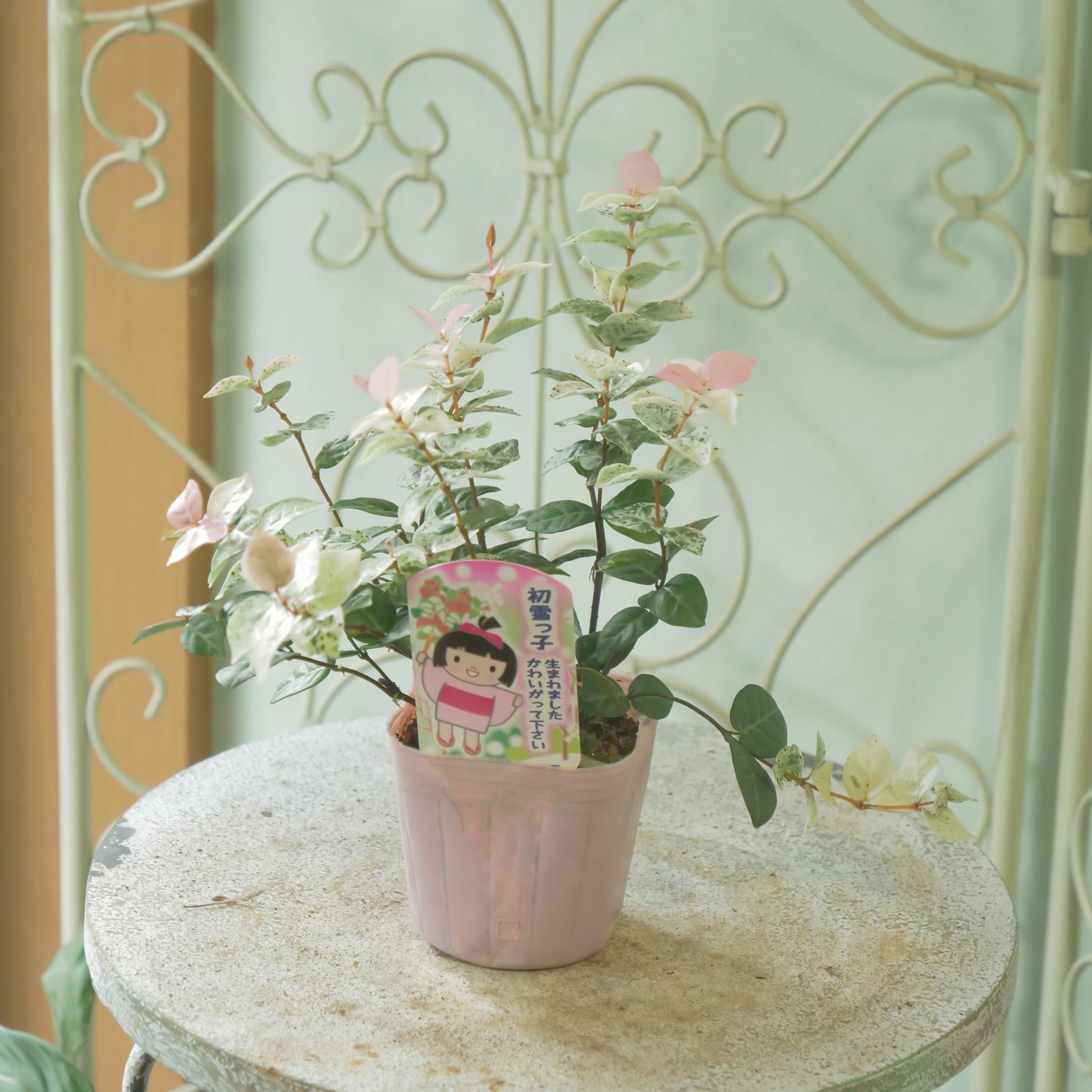 新着商品 – flower magic