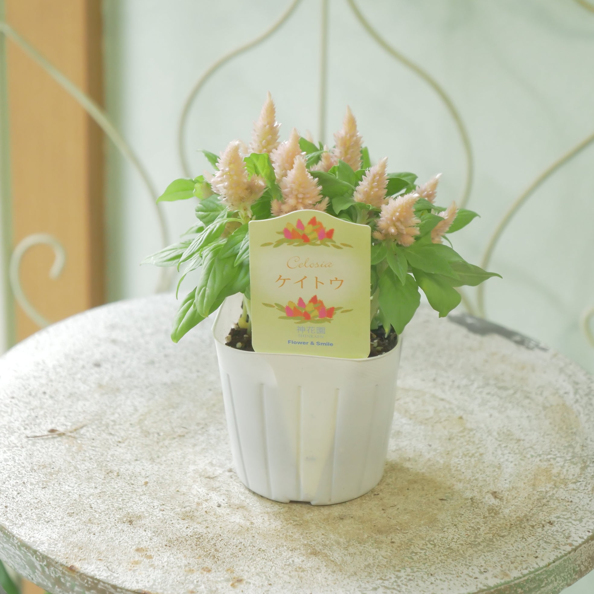 新着商品 – flower magic