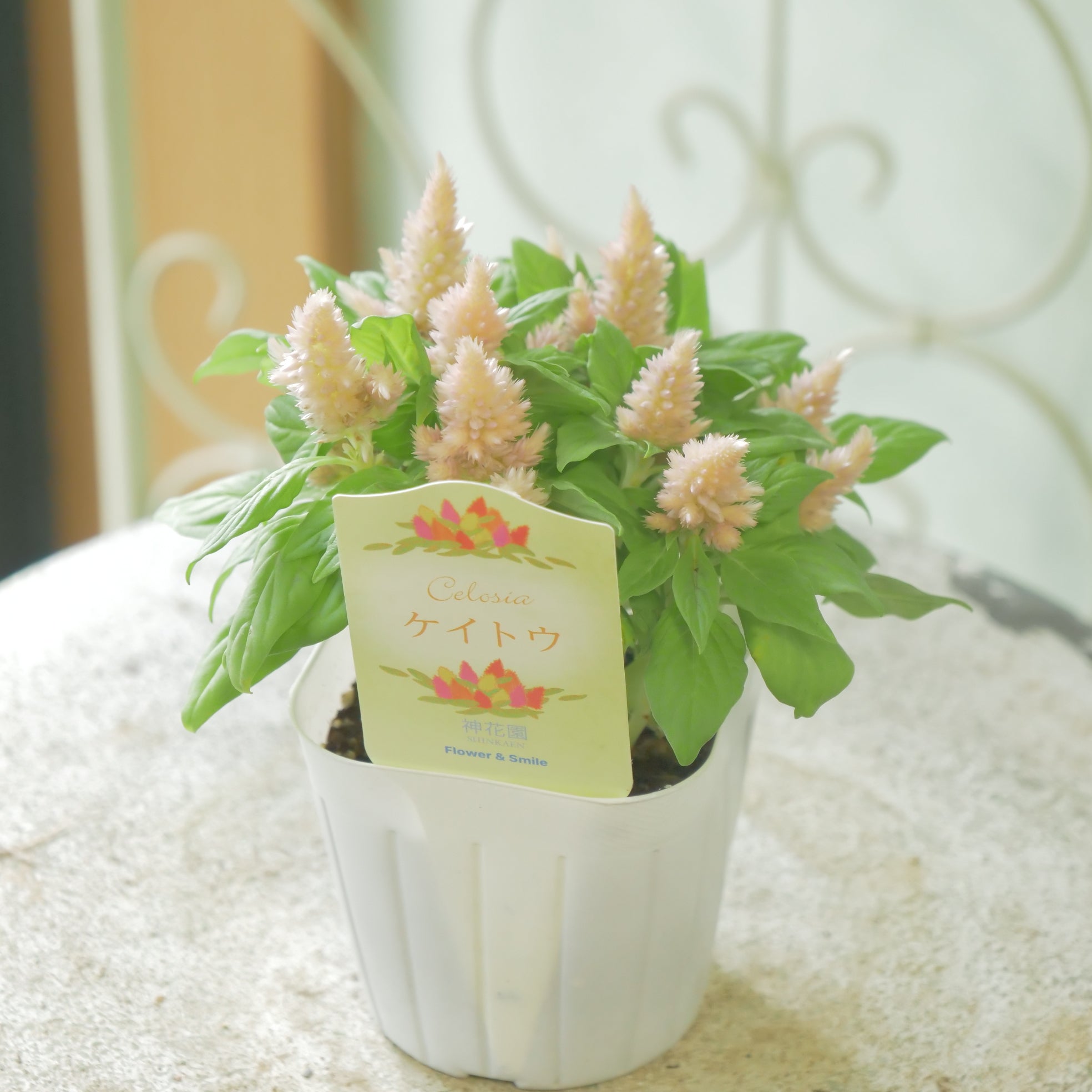 カット苗✨プリティインピンク錦♥️ むーらん様専用】多肉植物 pretty in pink 錦 1,280の通販 by
